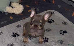 French Bulldog dogs for sale: French Bulldog 7 puppies - Image 2