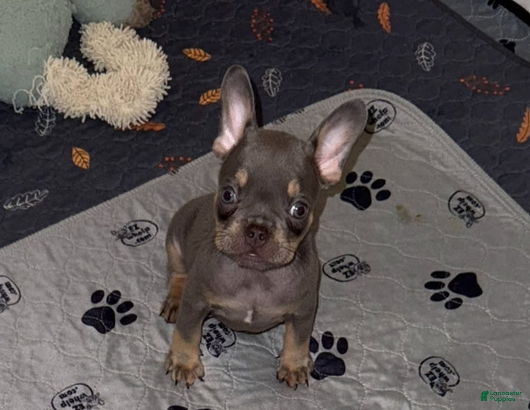 French Bulldog dogs for sale: French Bulldog 7 puppies - Image 2