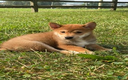 Shiba Inu dogs for sale: Isaak - Image 5