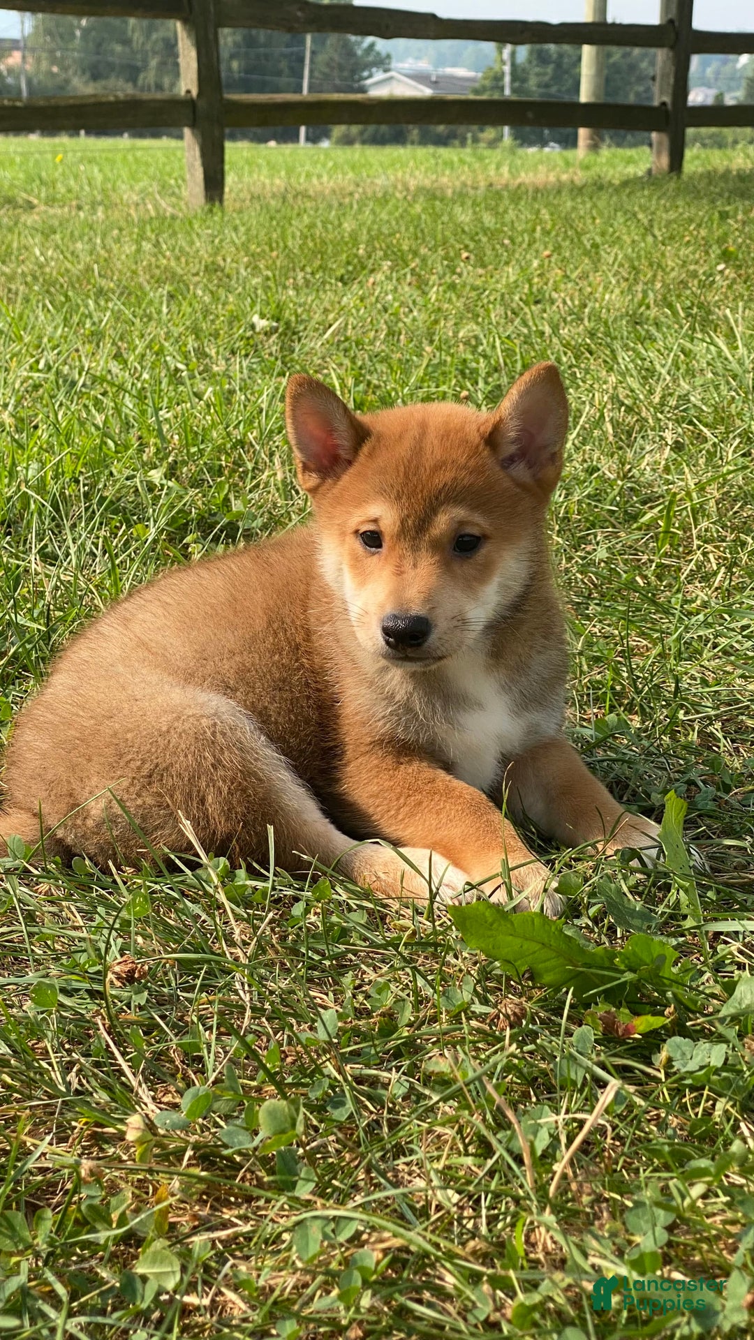 Shiba Inu dogs for sale: Isaak - Image 5