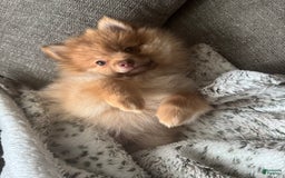 Pomeranian dogs for sale: Jake - Image 2
