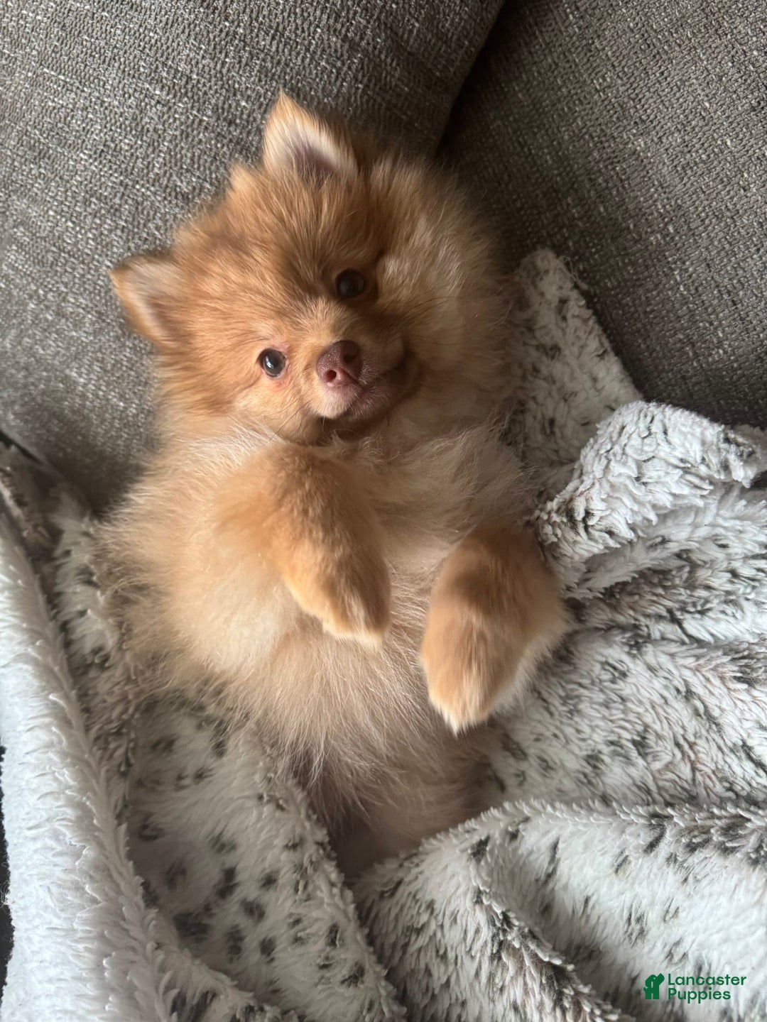 Pomeranian dogs for sale: Jake - Image 2