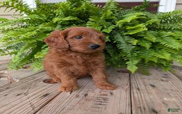 Mini Goldendoodle dogs for sale: Mini-logan - Image 23