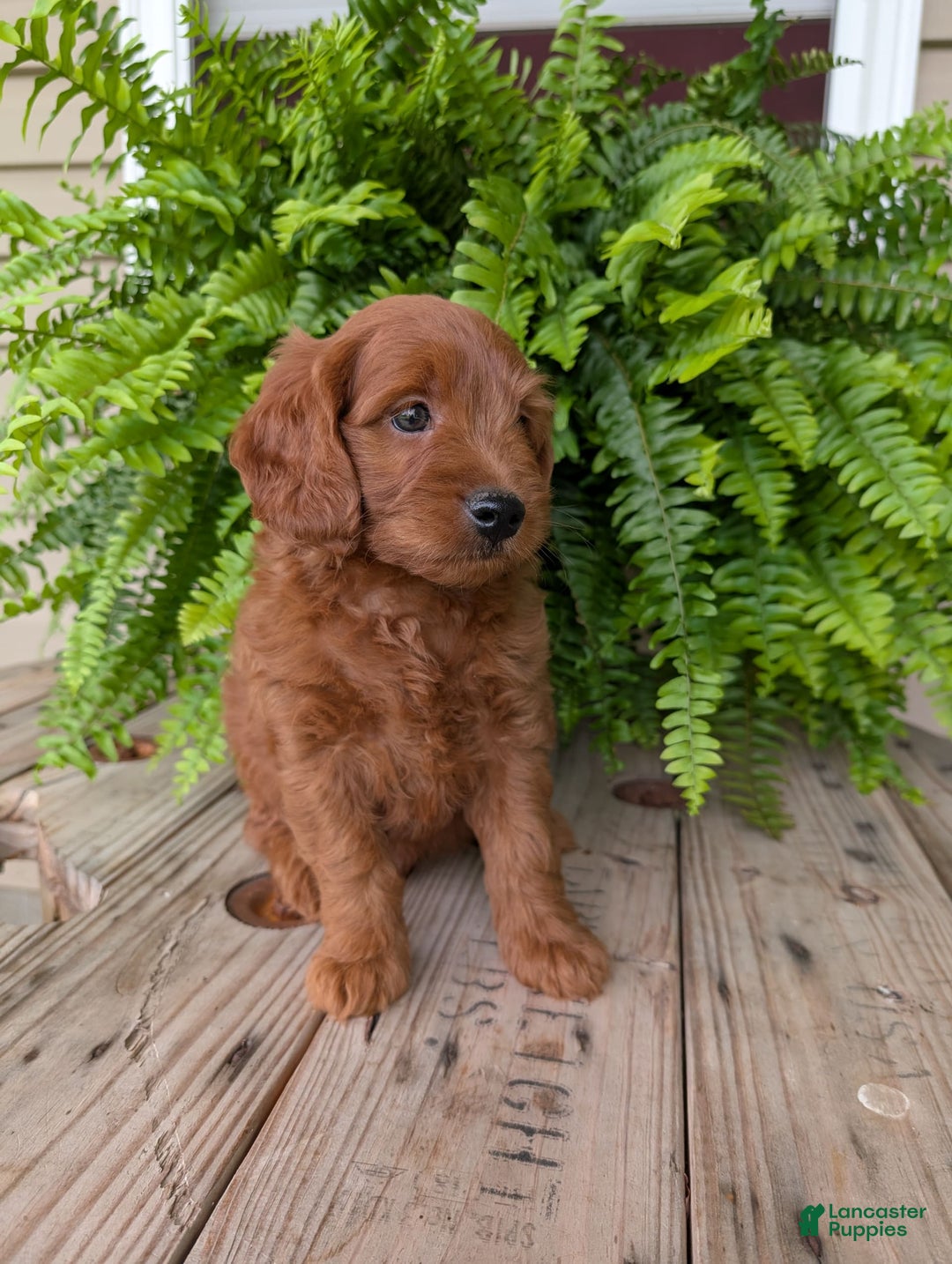 Mini Goldendoodle dogs for sale: Mini-logan - Image 23