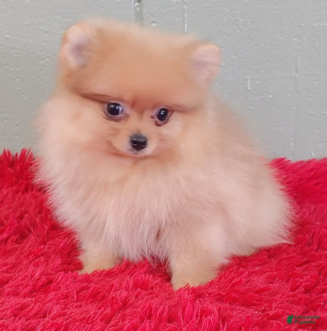 Pomeranian dogs for sale: Dillon - Image 1