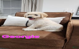 Goldendoodle dogs for sale: Georgie - Image 2