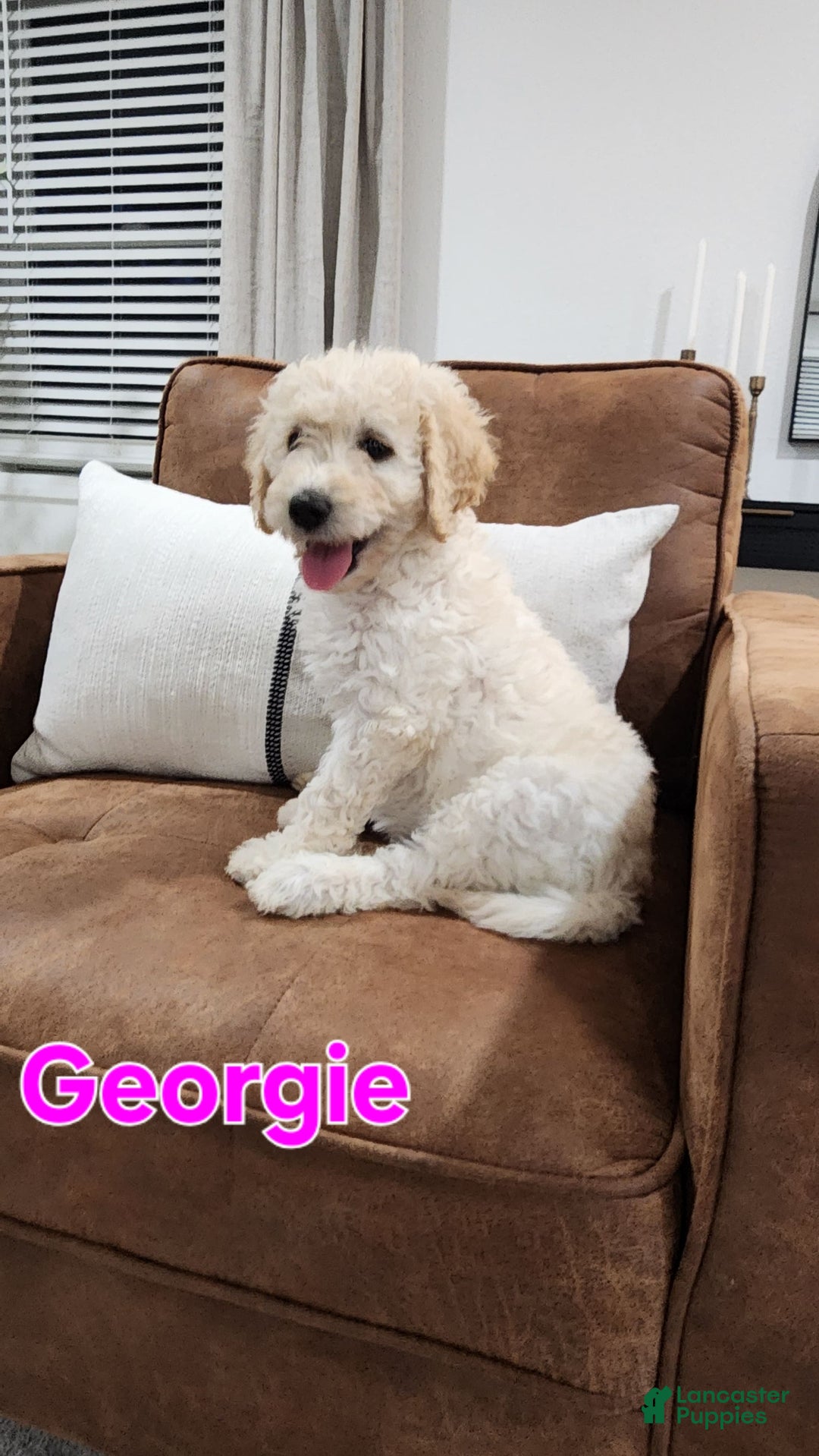 Goldendoodle dogs for sale: Georgie - Image 2