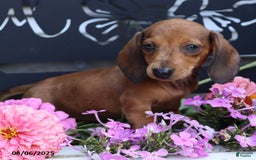 Miniature Dachshund dogs for sale: Peanut - Image 4