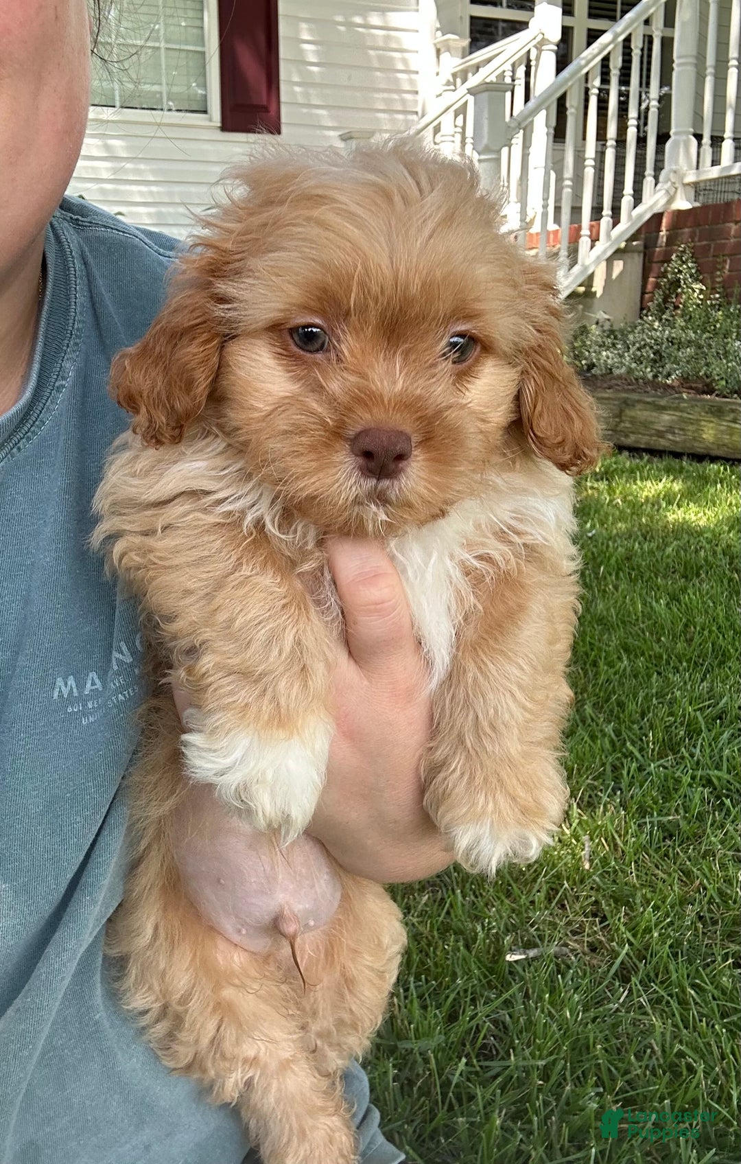Shihpoo dogs for sale: Kyle - Image 1