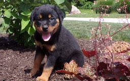 Rottweiler dogs for sale: Lavender - Image 6