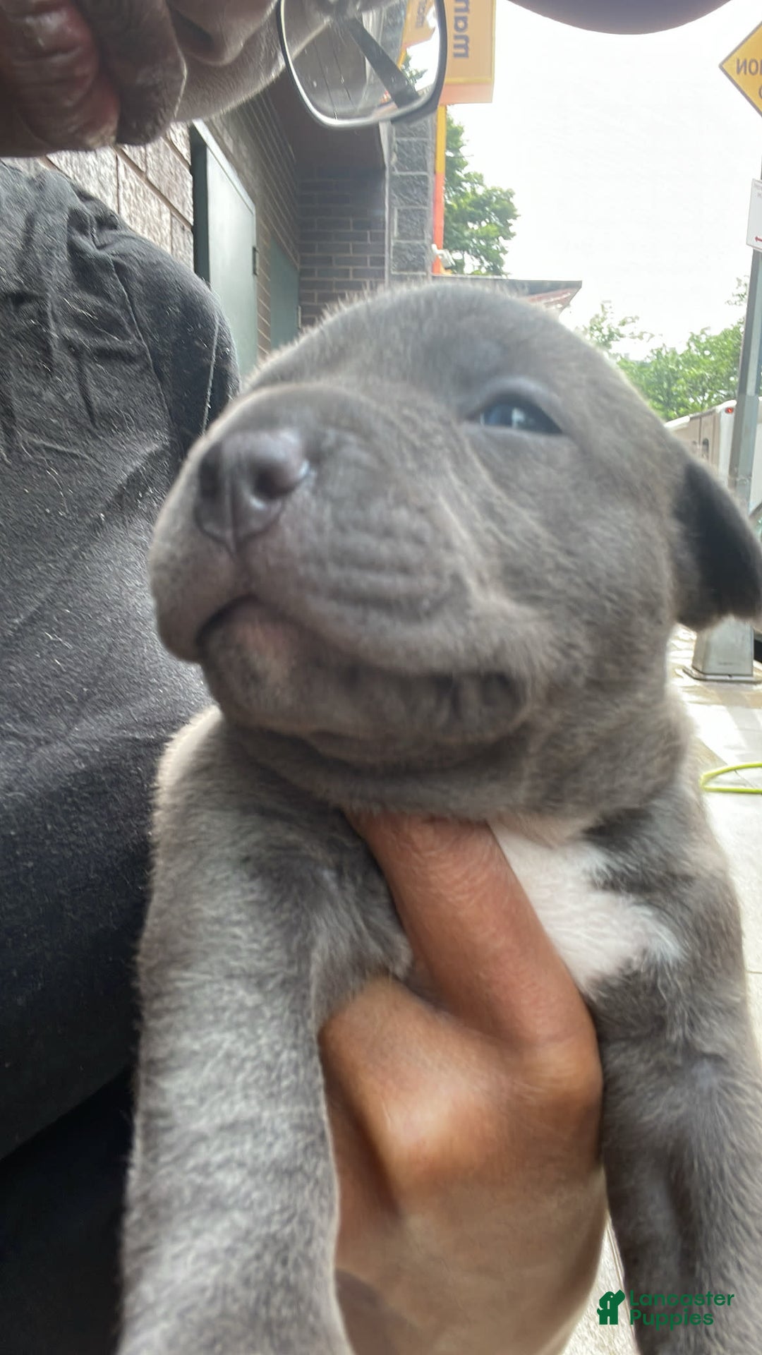 American Staffordshire Terrier dogs for sale: Smoke - Image 2