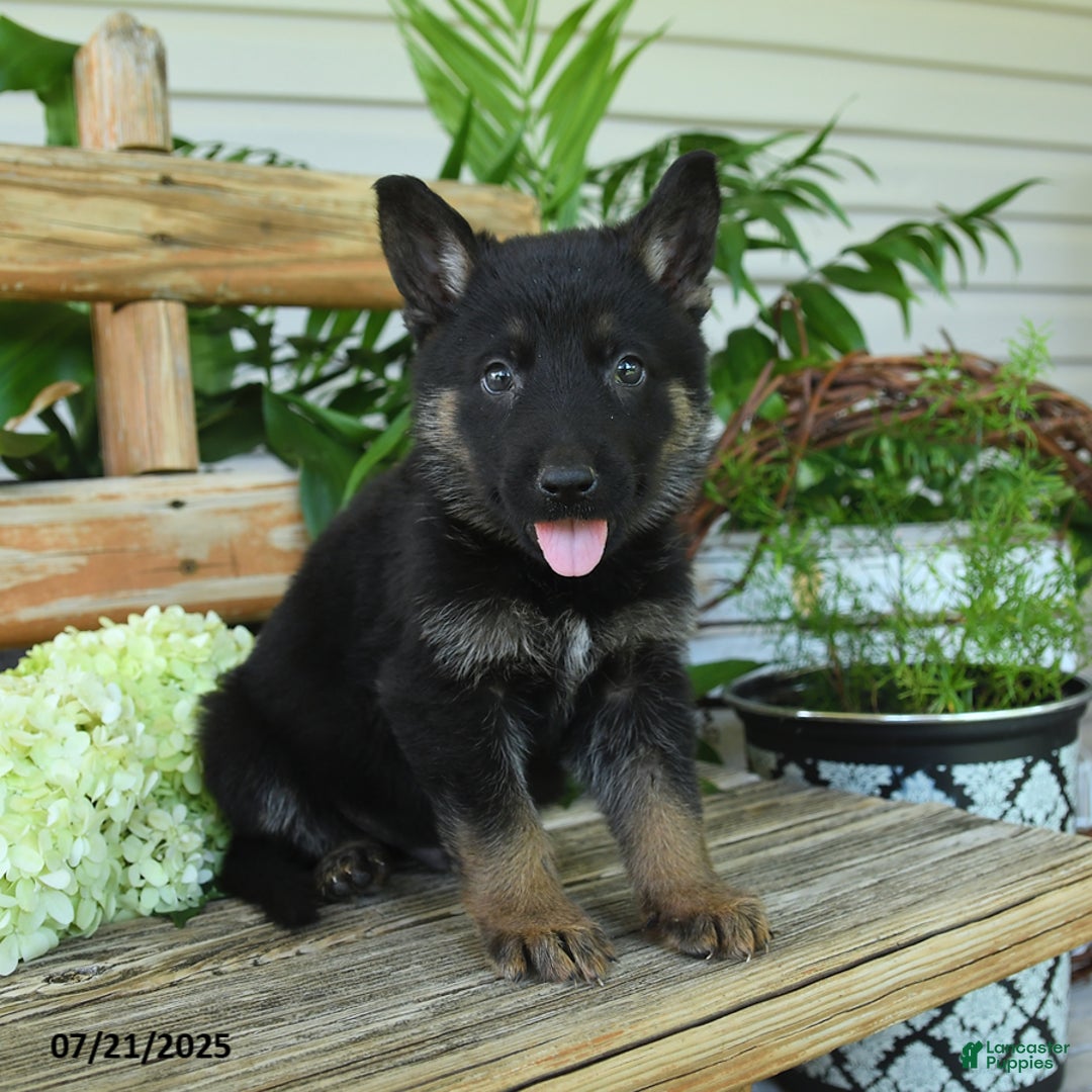 German Shepherd dogs for sale: Moose - Image 2