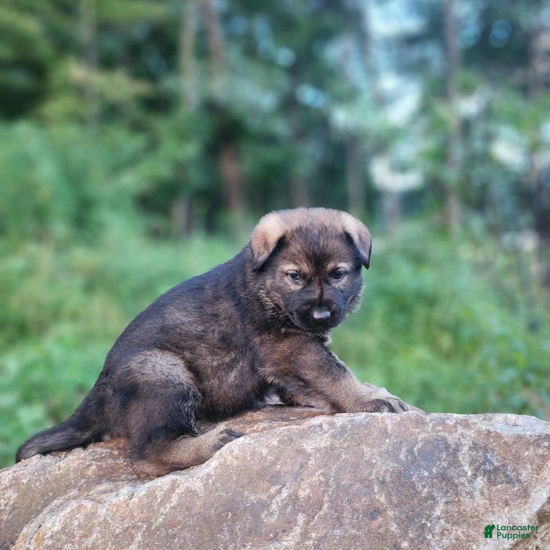German Shepherd dogs for sale: Karma - Image 2
