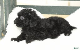 Havapoo dogs for sale: Alden - Image 8