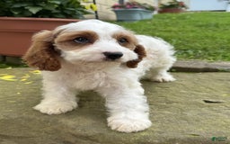 Cavapoo dogs for sale: Freddie - Image 6