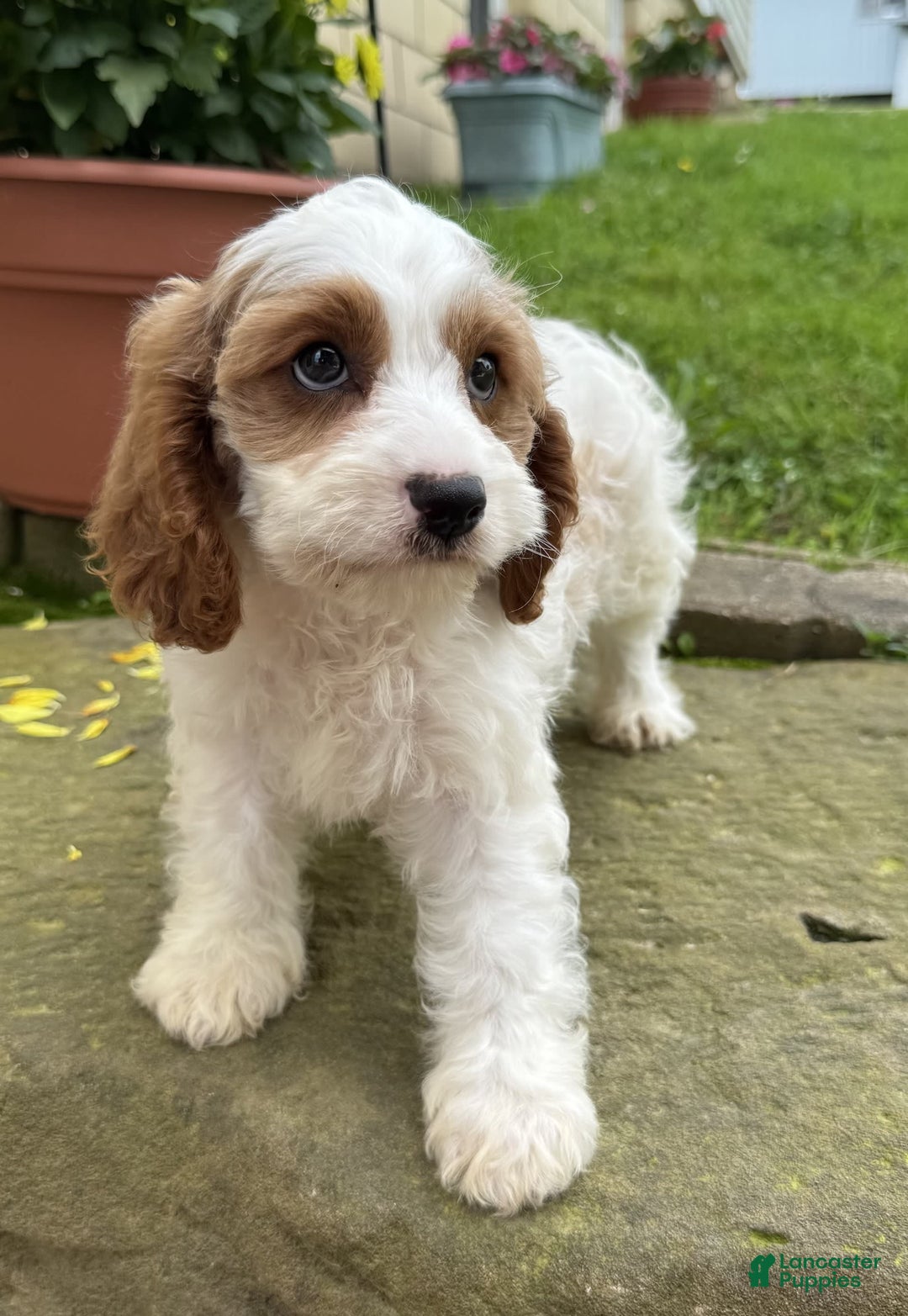Cavapoo dogs for sale: Freddie - Image 6