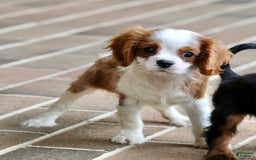 Cavalier King Charles Spaniel dogs for sale: Loki - Image 21
