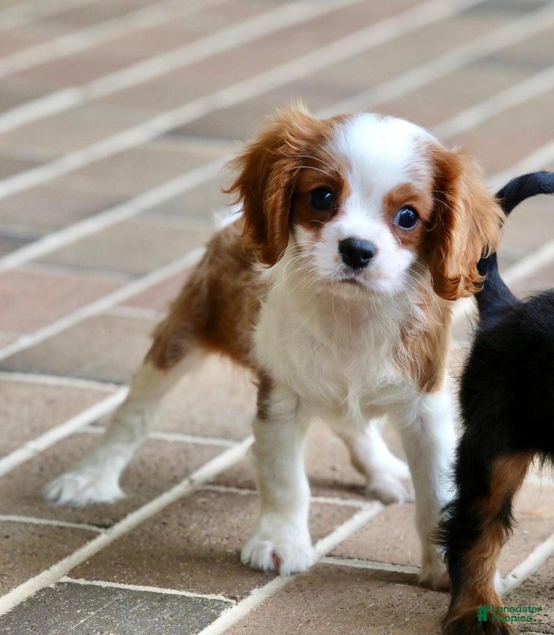Cavalier King Charles Spaniel dogs for sale: Loki - Image 21