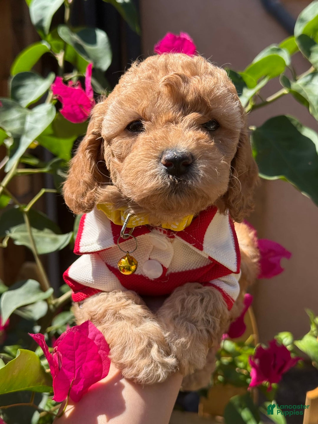 Toy Poodle dogs for sale: Honey - Image 1