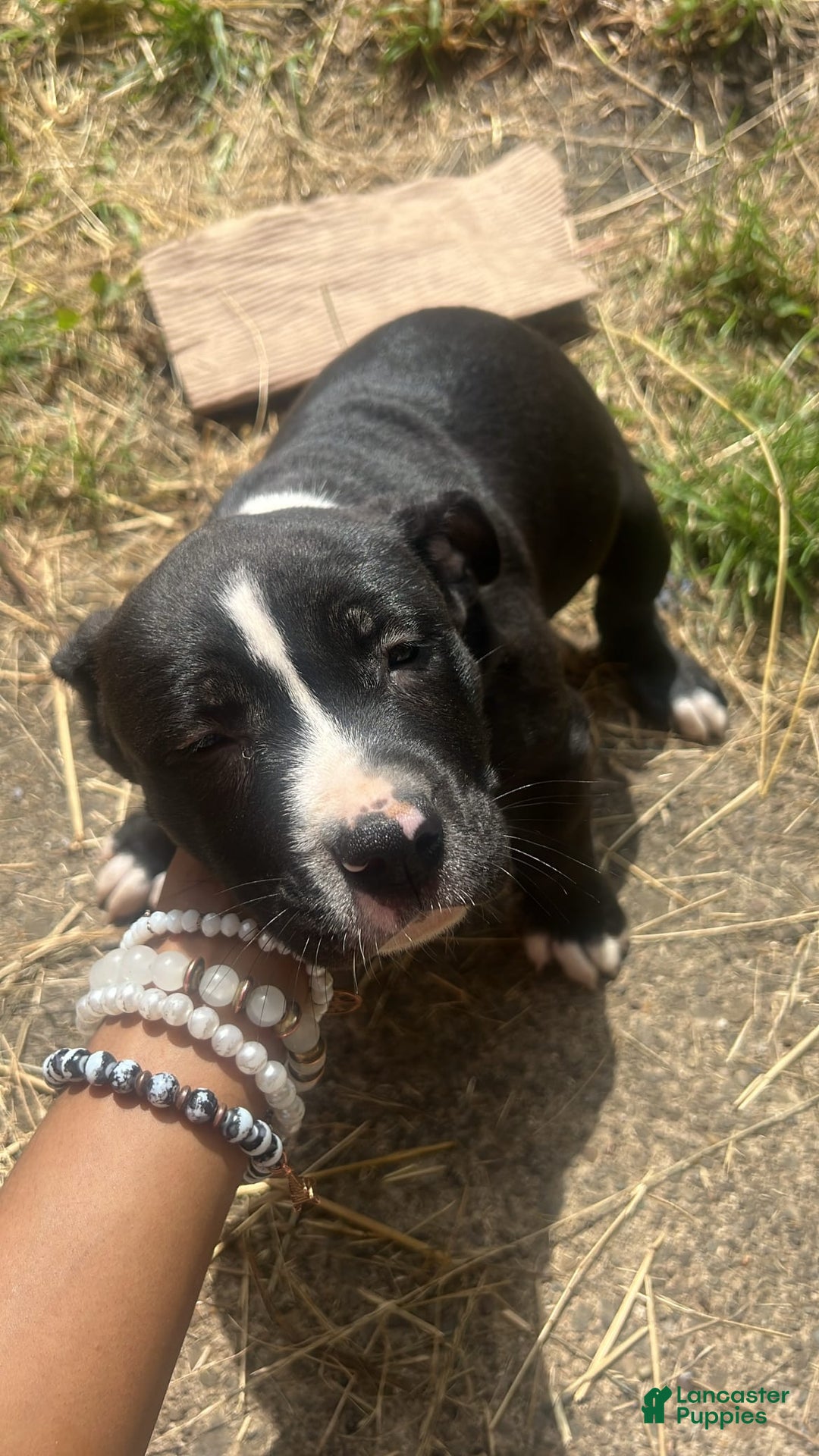 American Pit Bull Terrier dogs for sale: Cookie - Image 4