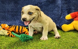 Catahoula Leopard Dog dogs for sale: Tess 2025 Male 3 - Image 2