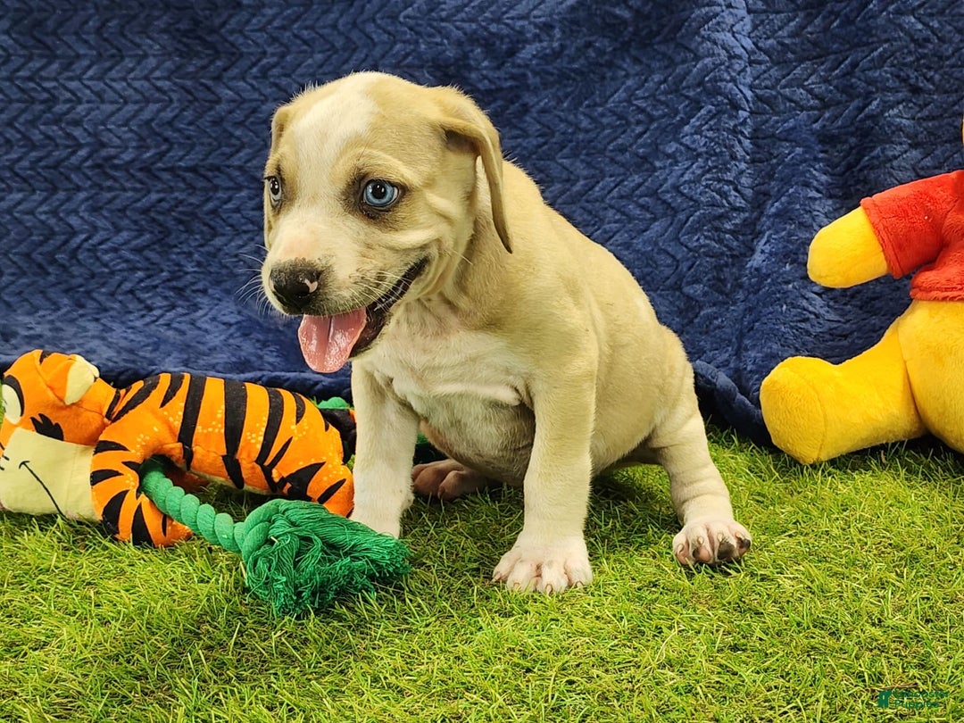 Catahoula Leopard Dog dogs for sale: Tess 2025 Male 3 - Image 2