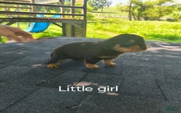 Rottweiler dogs for sale: Baby - Image 1