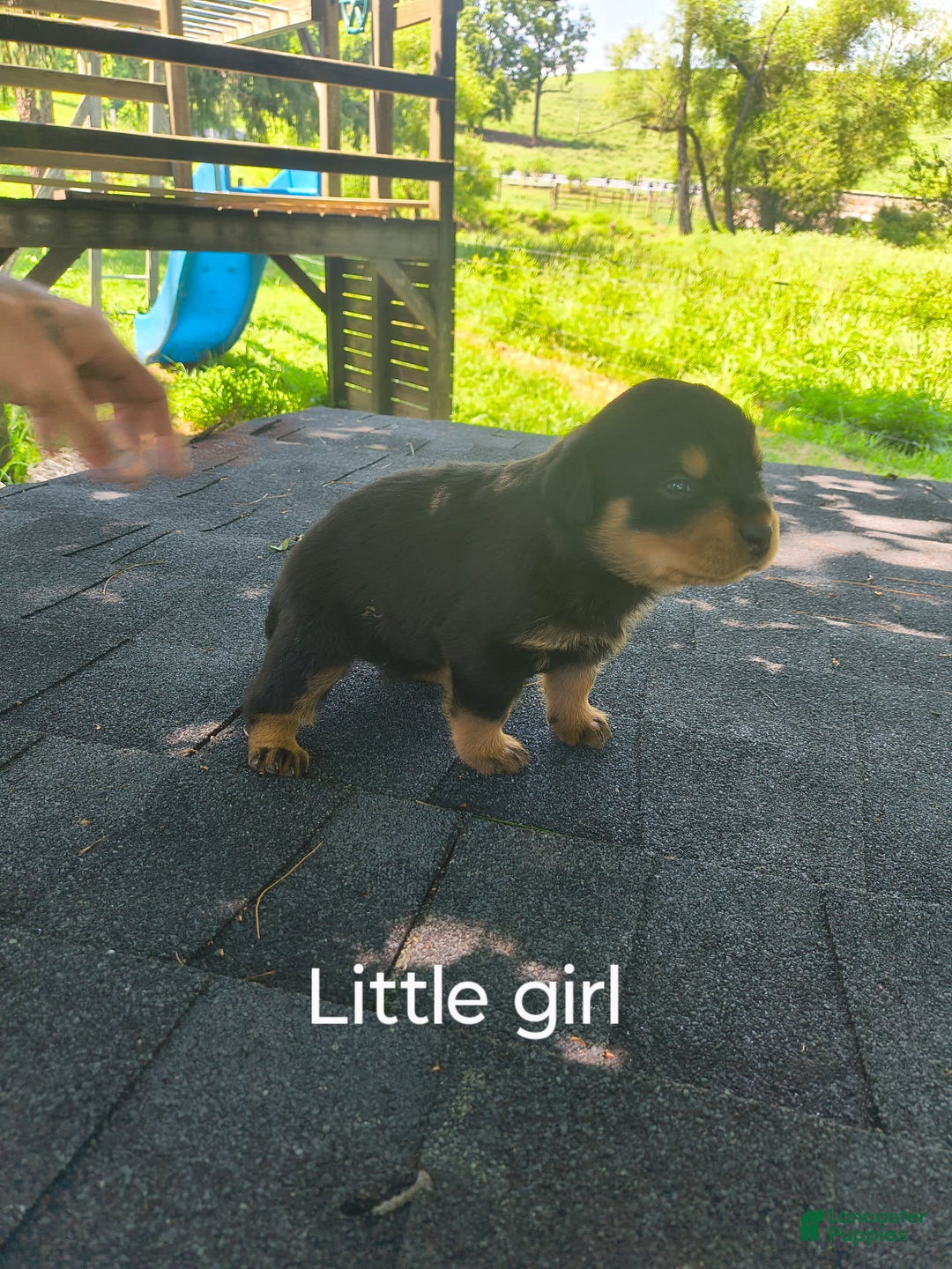 Rottweiler dogs for sale: Baby - Image 1