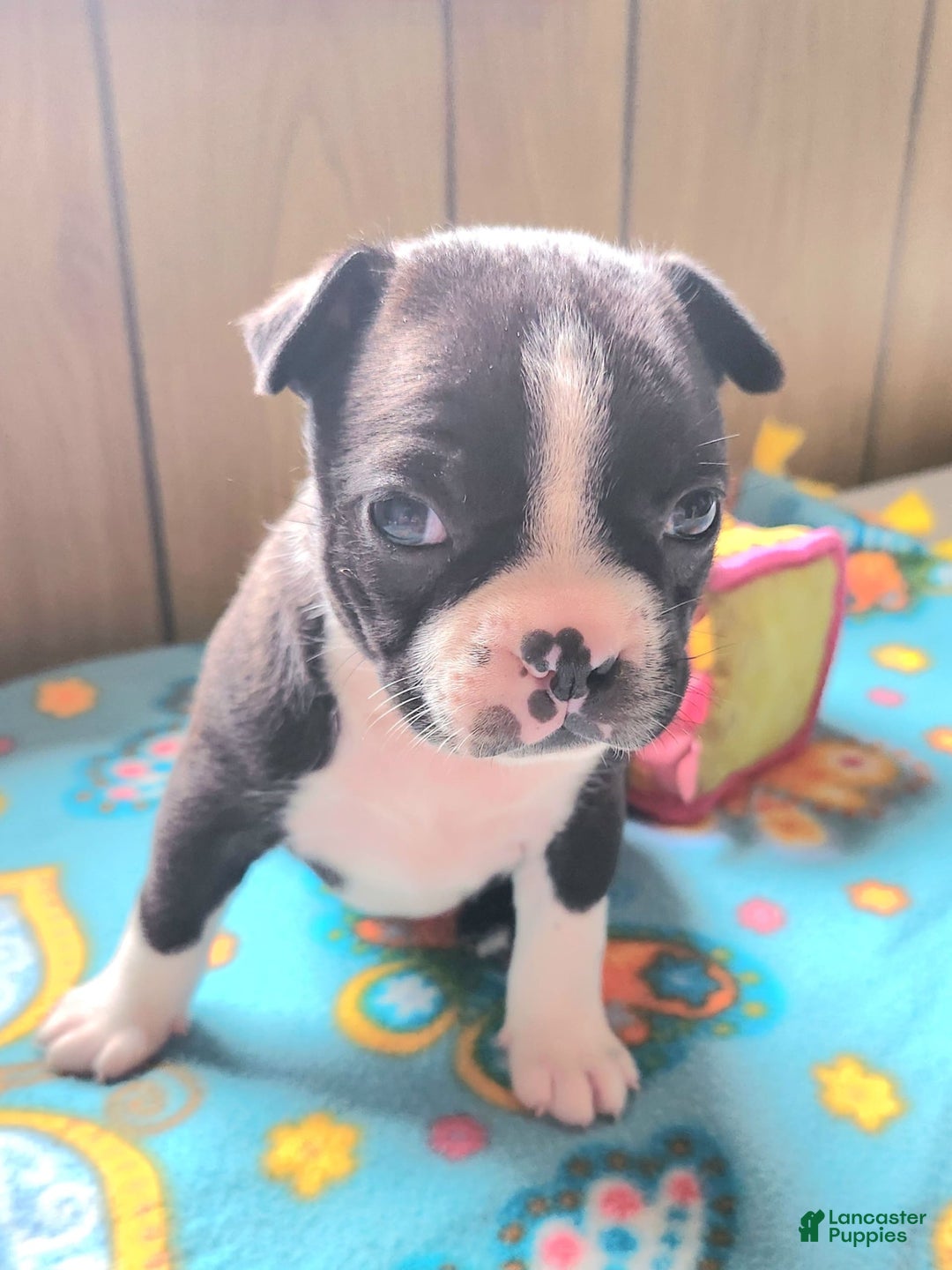 Boston Terrier dogs for sale: Lace - Image 2