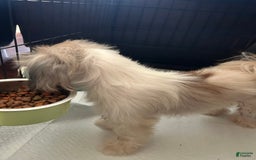 Shih Tzu dogs for sale: Junior - Image 7