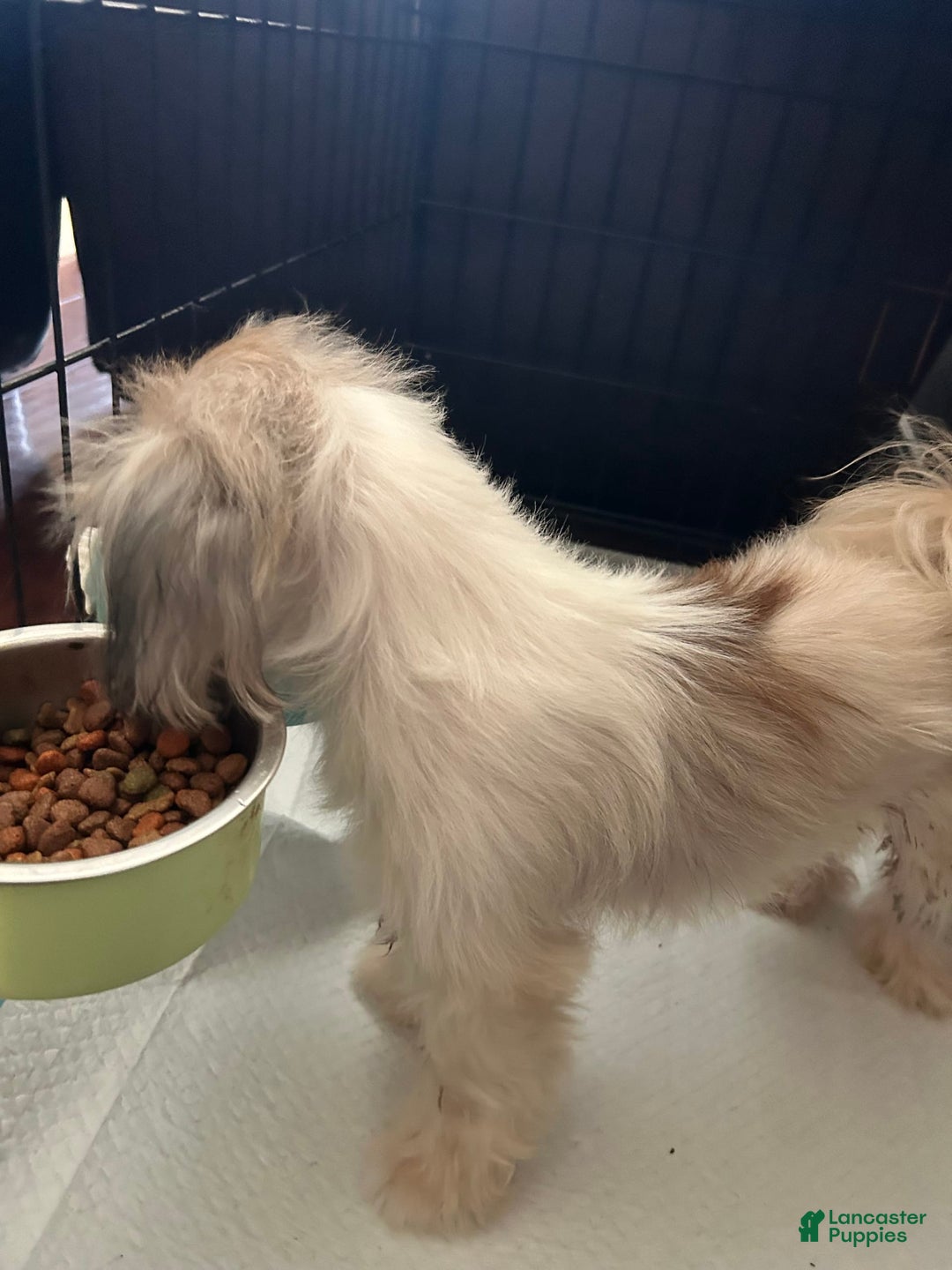 Shih Tzu dogs for sale: Junior - Image 7
