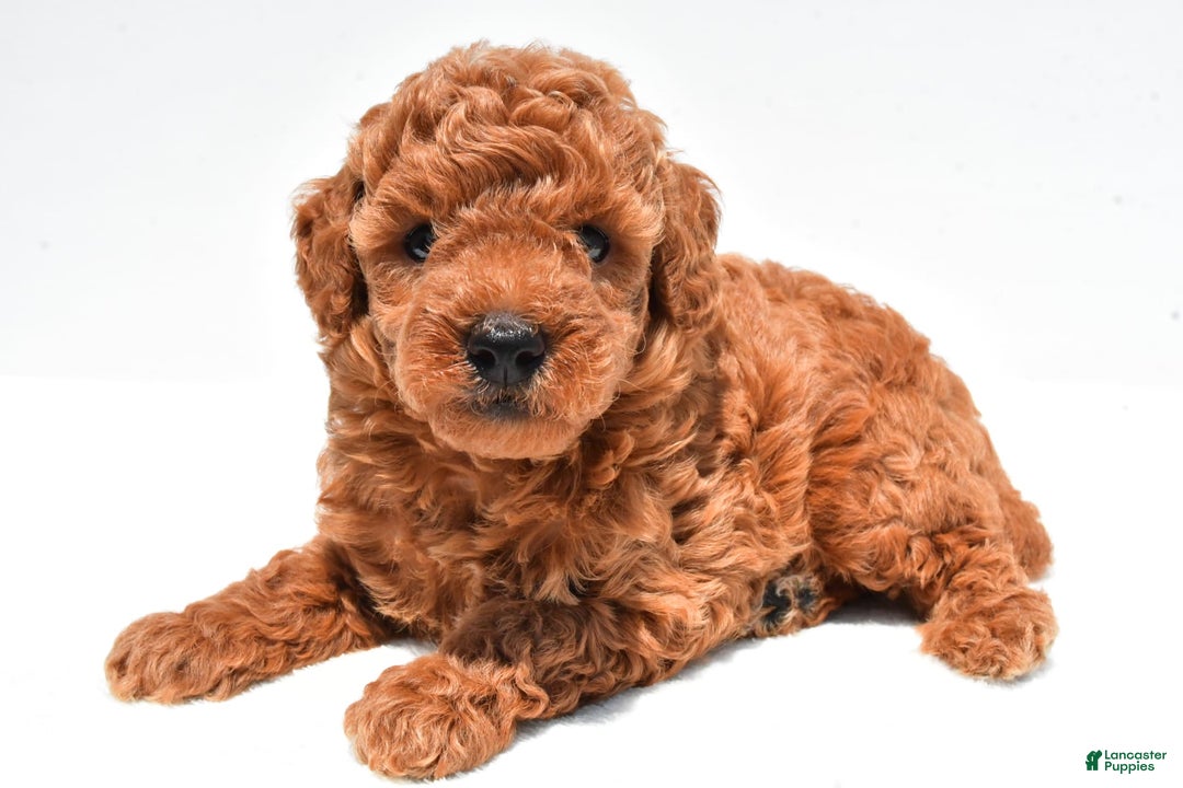 Miniature Poodle dogs for sale: Archie - Image 2