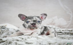 French Bulldog dogs for sale: French Bulldog 6 puppies - Image 20