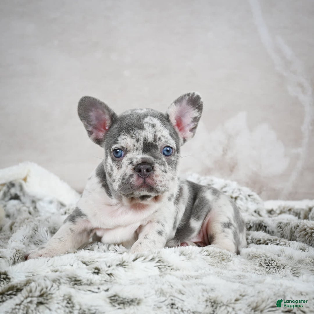 French Bulldog dogs for sale: French Bulldog 6 puppies - Image 20