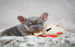 French Bulldog dogs for sale: French Bulldog 6 puppies - Image 42