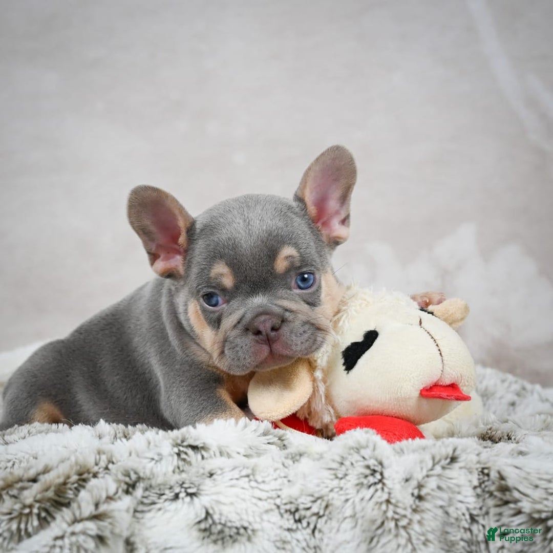 French Bulldog dogs for sale: French Bulldog 6 puppies - Image 42