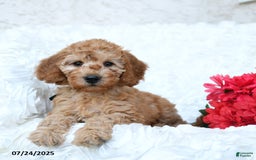 Mini Goldendoodle dogs for sale: Sheila - Image 2