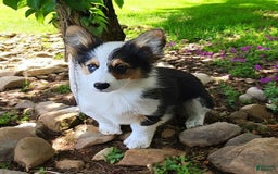 Welsh Corgi Pembroke dogs for sale: Tucker Fluffy - Image 23