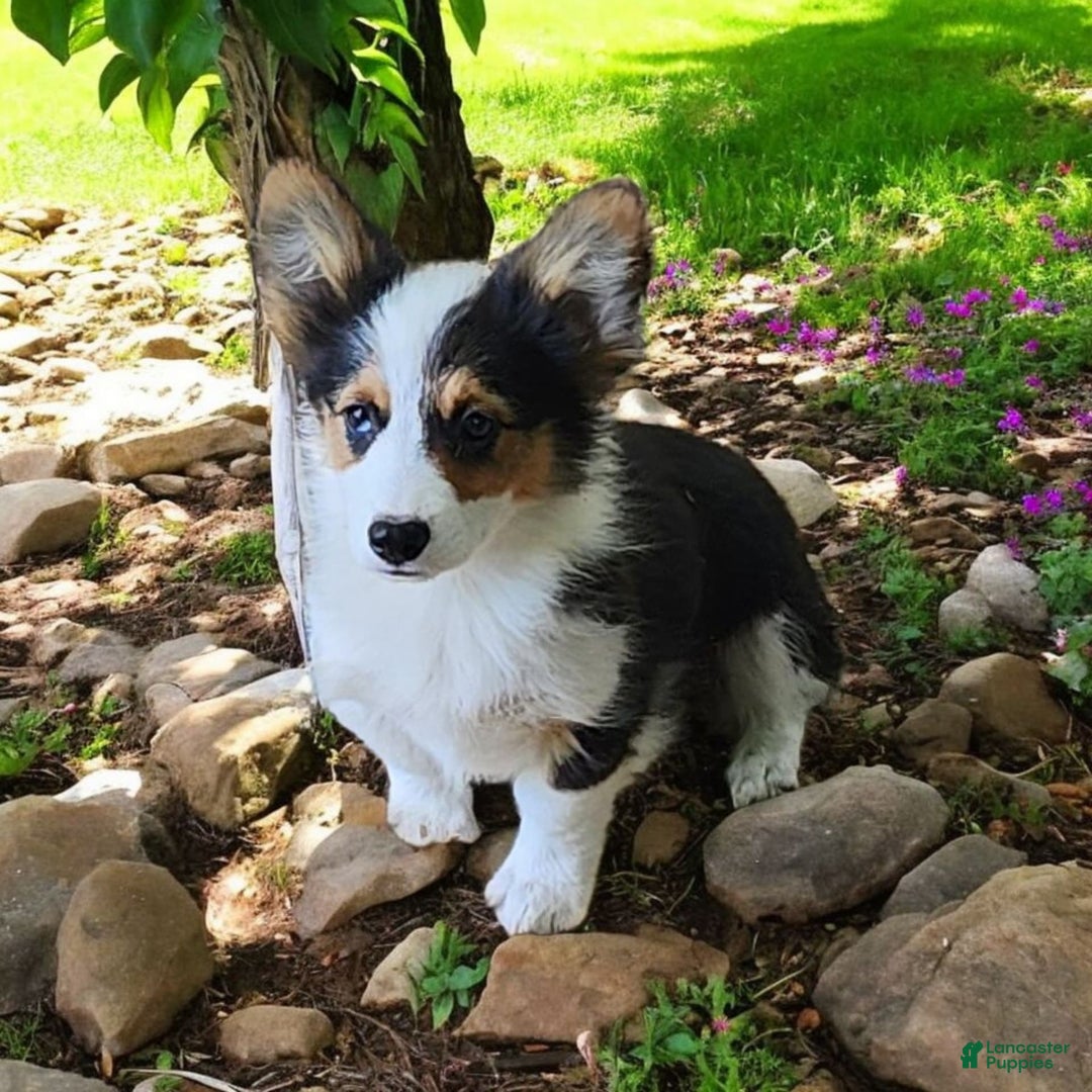 Welsh Corgi Pembroke dogs for sale: Tucker Fluffy - Image 23