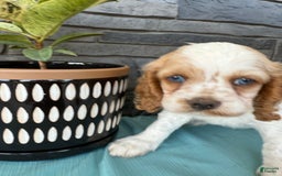 Cocker Spaniel dogs for sale: Twila - Image 14