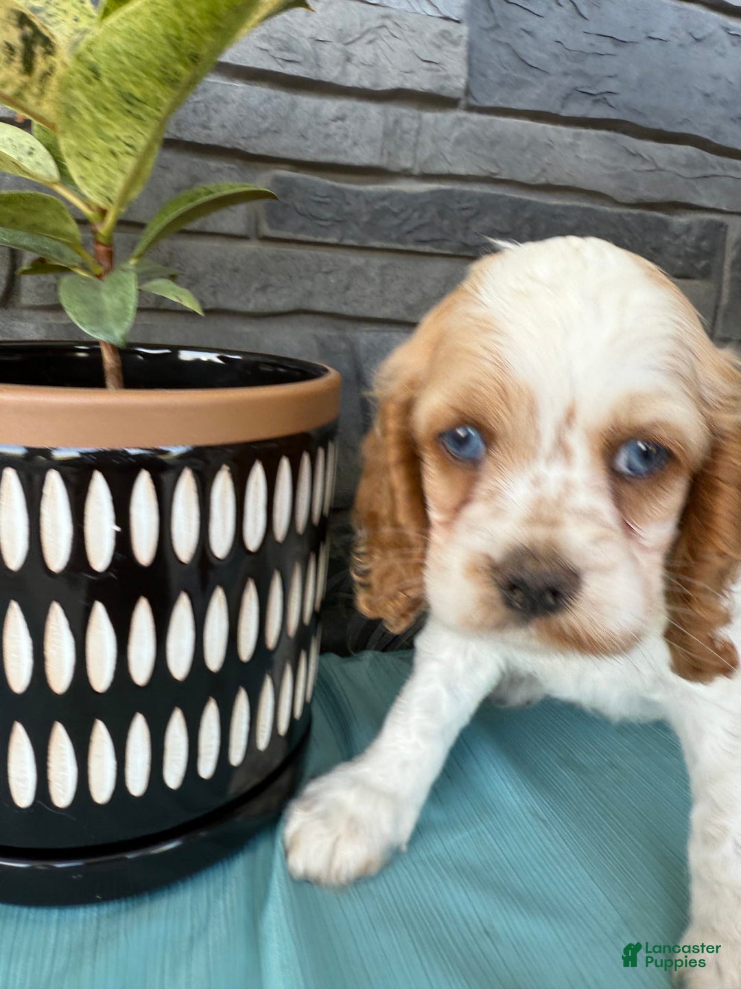 Cocker Spaniel dogs for sale: Twila - Image 14