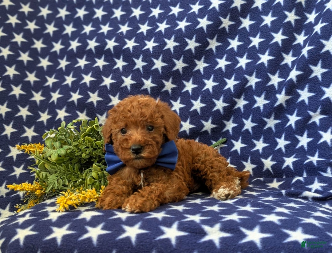Mini Goldendoodle dogs for sale: Keefer Genetic Testing - Image 2