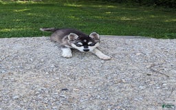 Alaskan Klee Kai dogs for sale: Aria - Image 1