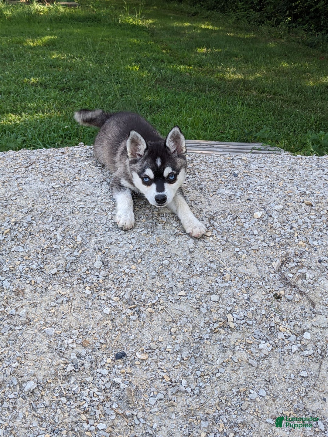 Alaskan Klee Kai dogs for sale: Aria - Image 1