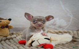 Chihuahua dogs for sale: Sophie - Image 3