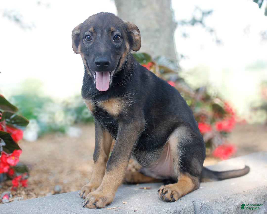German Shepherd dogs for sale: Jerimiah - Image 4