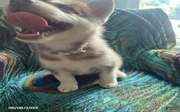 Pomsky dogs for sale: Rosie - Image 5