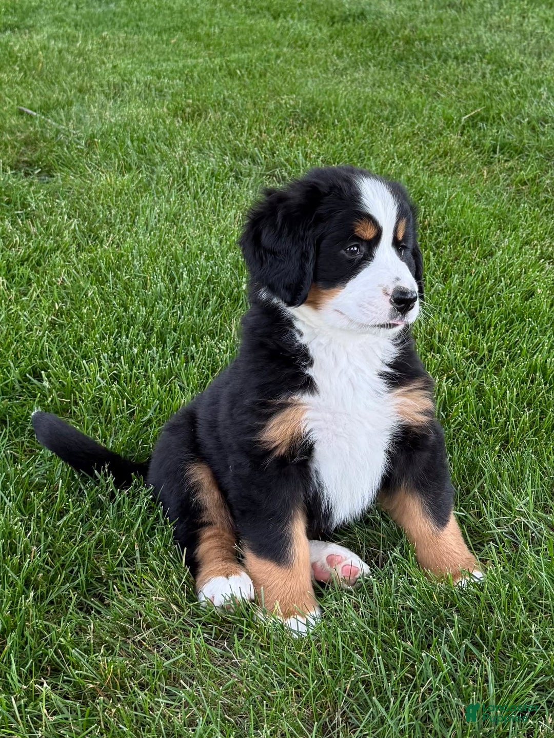 Bernese Mountain Dog dogs for sale: Ivy - Image 9