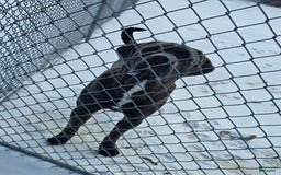 Cane Corso dogs for sale: Bear - Image 5