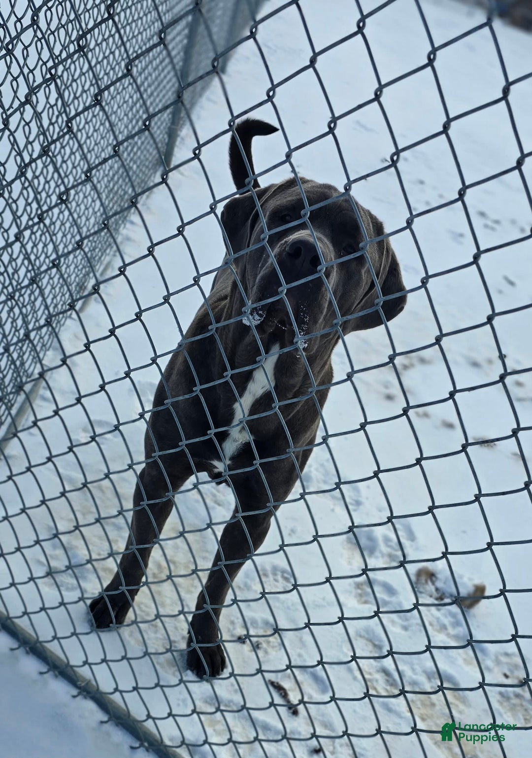 Cane Corso dogs for sale: Bear - Image 5